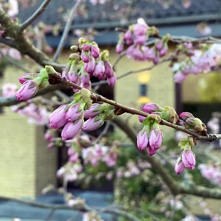 Urlaubinsicht De Comfortable *